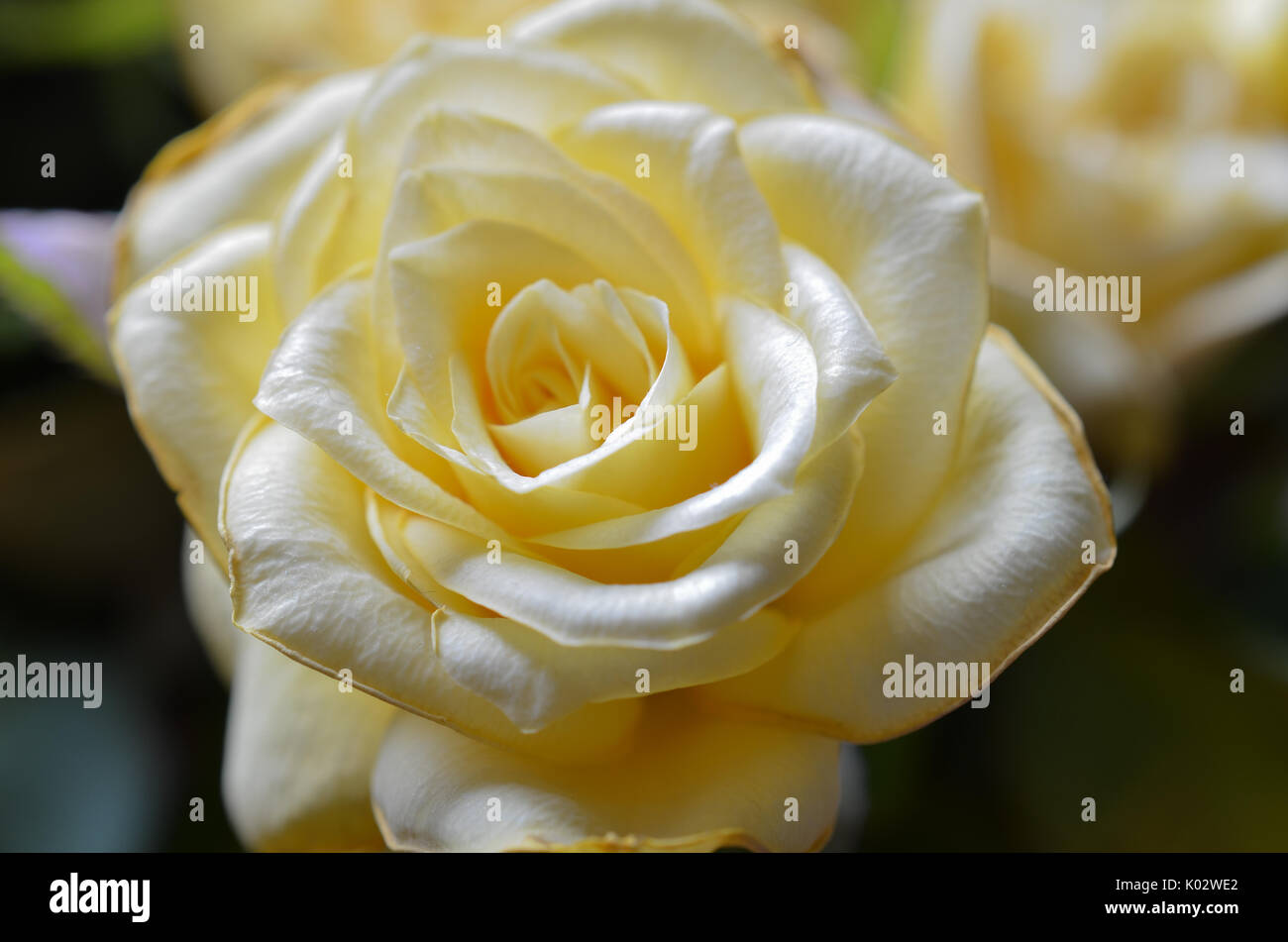 In prossimità di una rosa gialla fiore con profondità di campo Foto Stock