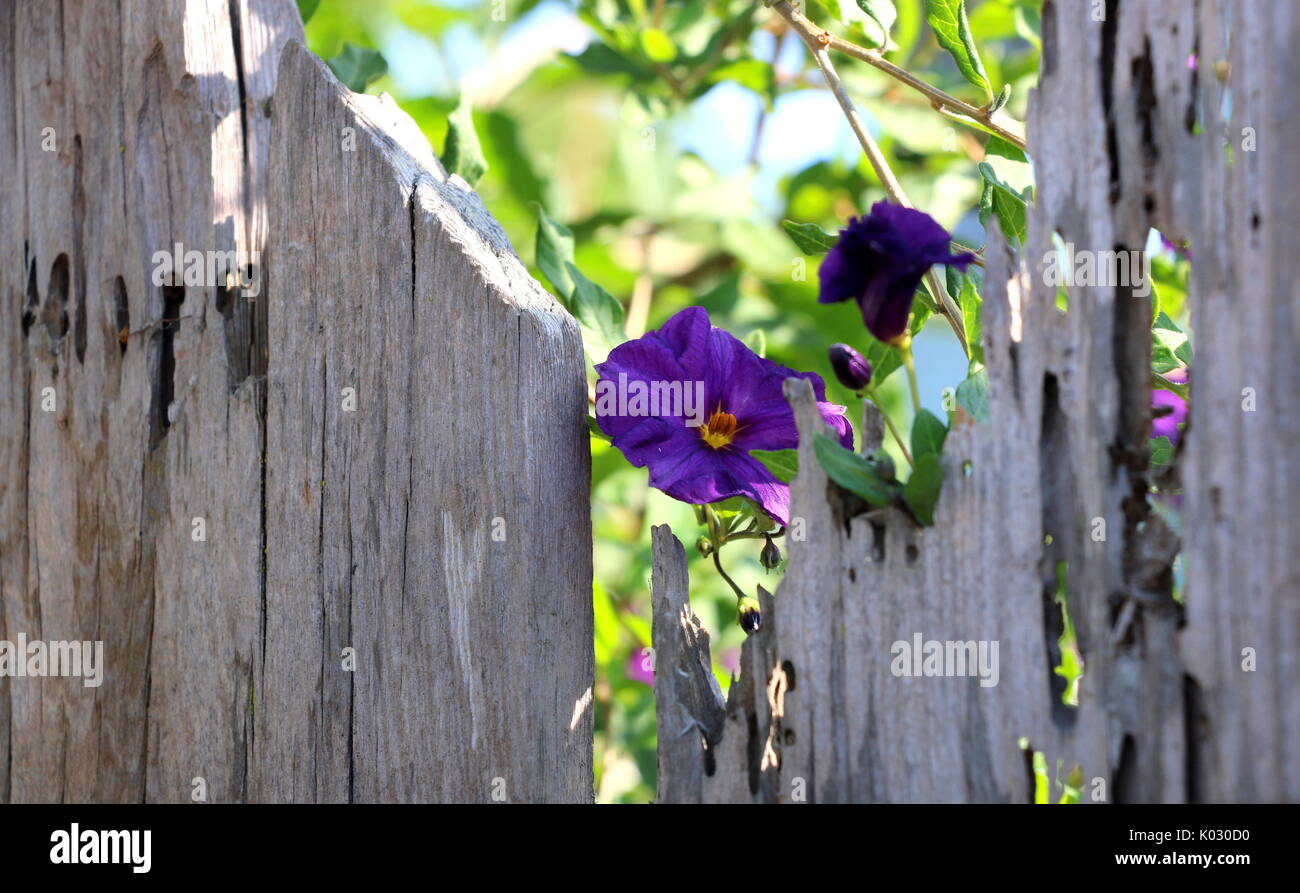 Viola gloria di mattina flower telaio dal vecchio recinto a spiovente. Foto Stock