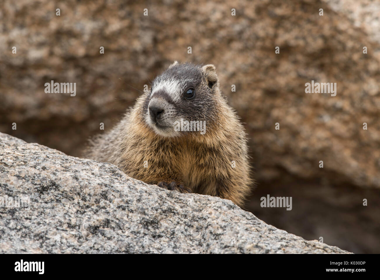 Baby Marmotta di ventre giallo Foto Stock