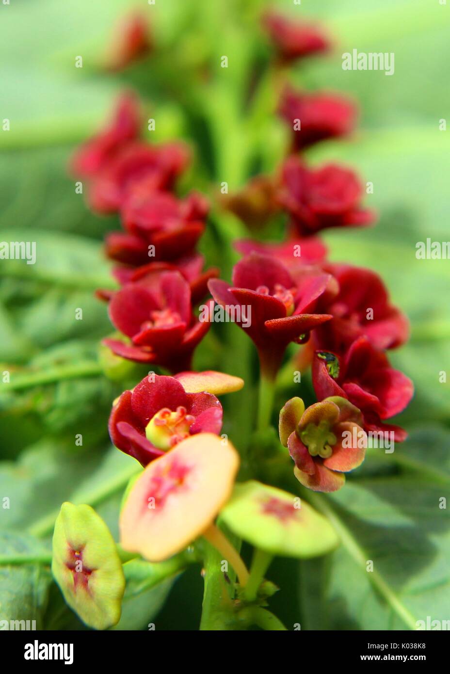 Close-up - macro - vista della bella rossa - colore di velluto dolce piccola foglia - Giappone batu - Sauropus androgynus - fiori in un giardino di casa in Sri Lanka Foto Stock