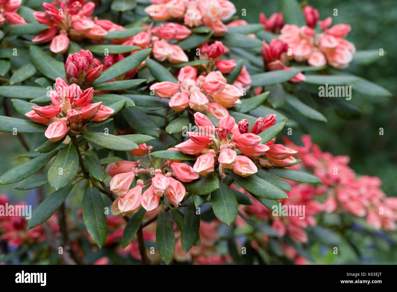Rhododendron 'Chelsea settanta' germogli in primavera. Foto Stock