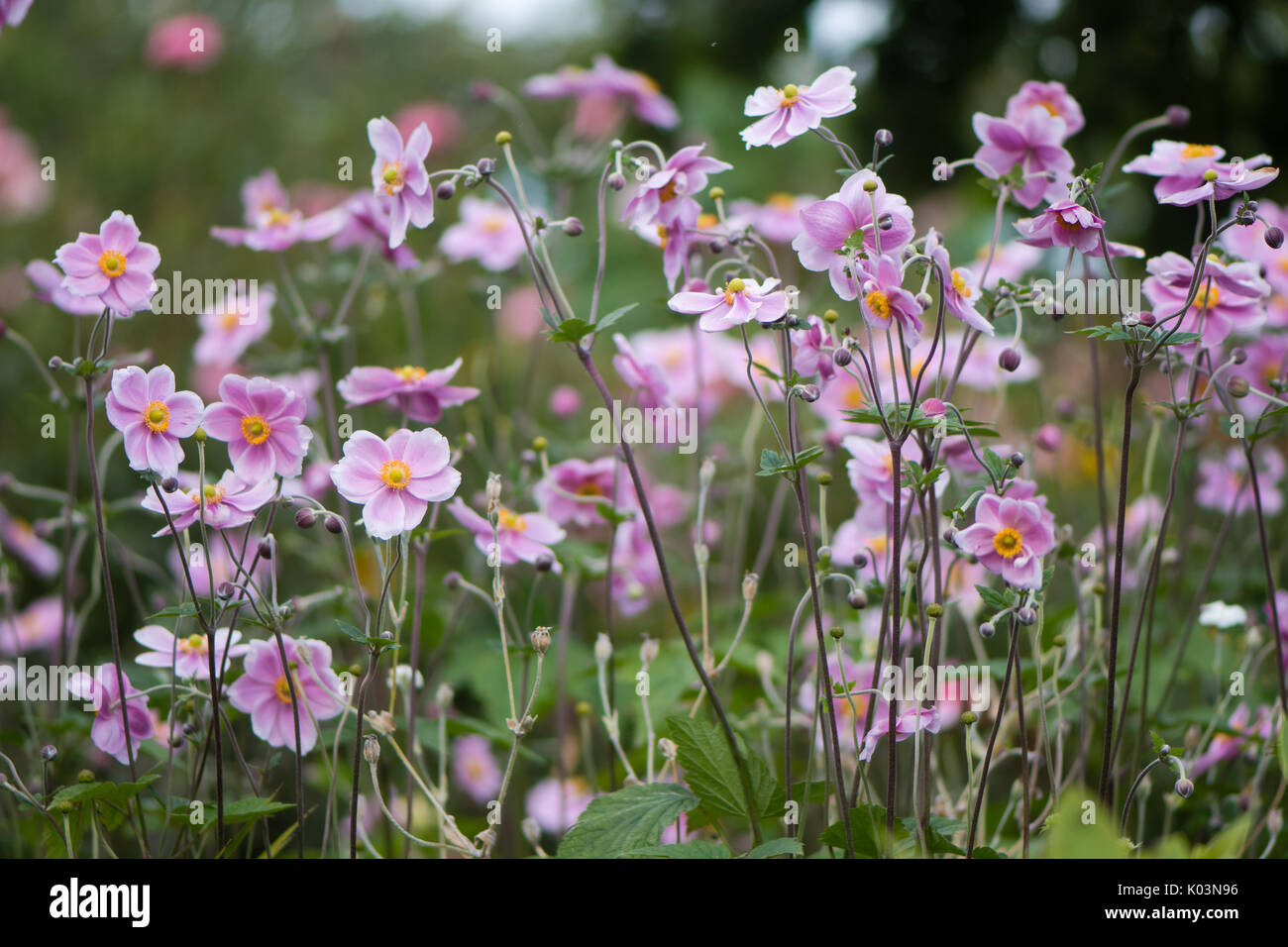 Giapponese (anemone hupehensis Anemone) piante in fiore. Rosa pianta di giardino nella famiglia Ranunculaceae, aka anemone cinese, thimbleweed o windflower Foto Stock