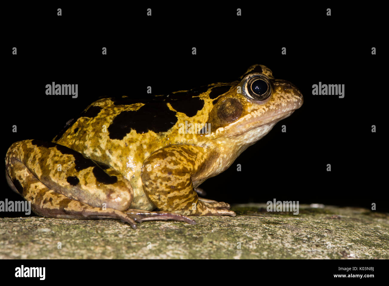 Rana comune (Rana temporaria) con marcature in grassetto. Brillantemente contrassegnato anfibi nella famiglia ranidi, su sfondo nero Foto Stock