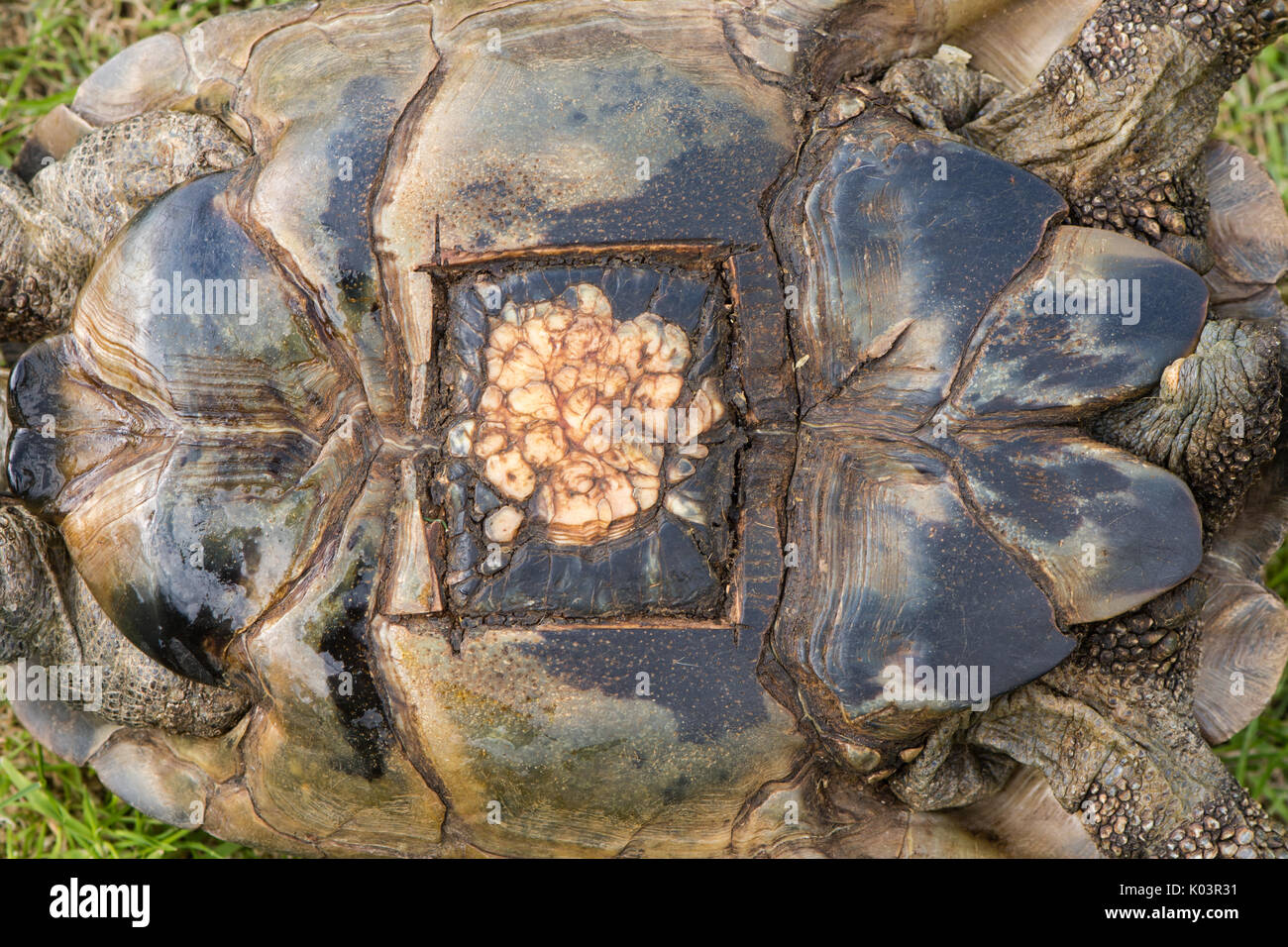 Cicatrice sulla tartaruga dopo la rimozione chirurgica di uova. Vecchio segno sulla shell seguente operazione di fissare distocia (uovo bound) condizione di tartaruga pet Foto Stock