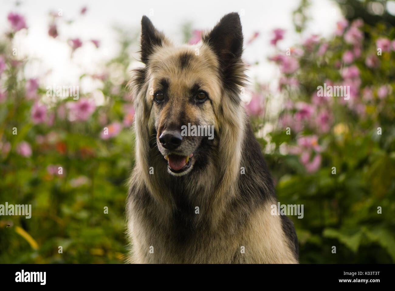 Nero e crema con i capelli lunghi pastore tedesco cane. Attraente di dodici anni alsaziano seduto davanti di fiori Foto Stock