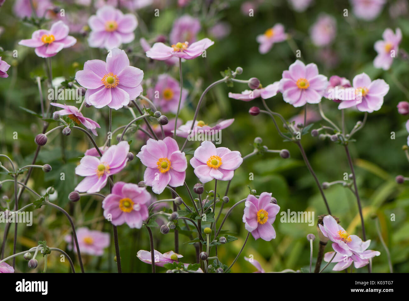 Giapponese (anemone hupehensis Anemone) in fiore. Rosa pianta di giardino nella famiglia Ranunculaceae, aka anemone cinese, thimbleweed o windflower Foto Stock