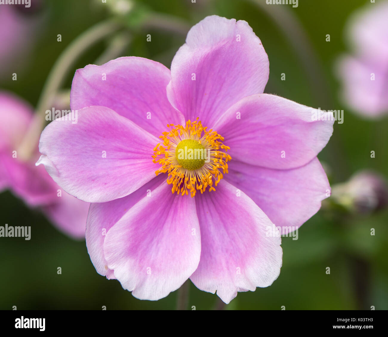 Giapponese (anemone hupehensis Anemone) piante in fiore. Rosa pianta di giardino nella famiglia Ranunculaceae, aka anemone cinese, thimbleweed o windflower Foto Stock