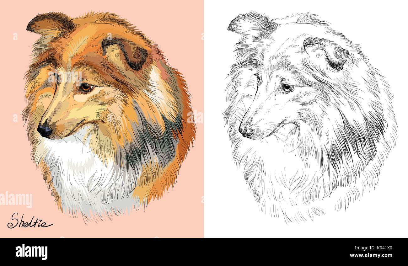 Ritratto colorato di Sheltie (Shetland sheepdog) su sfondo rosa e di colore nero su sfondo bianco del vettore di disegno a mano illustrazione Illustrazione Vettoriale