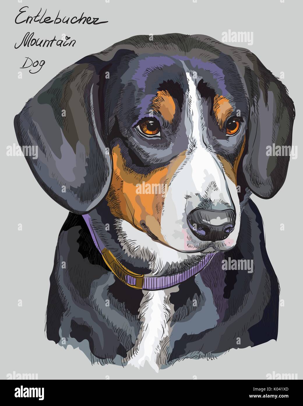 Entlebucher monte Vettore del cane del disegno a mano illustrazione in diversi colori su sfondo grigio Illustrazione Vettoriale