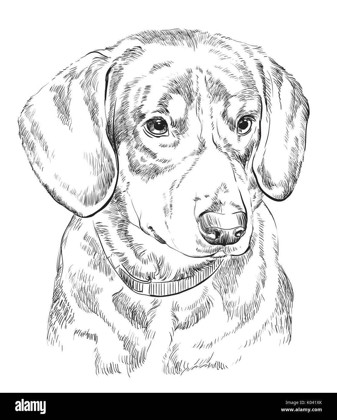 Entlebucher monte Vettore del cane del disegno a mano illustrazione monocromatica isolati su sfondo bianco Illustrazione Vettoriale