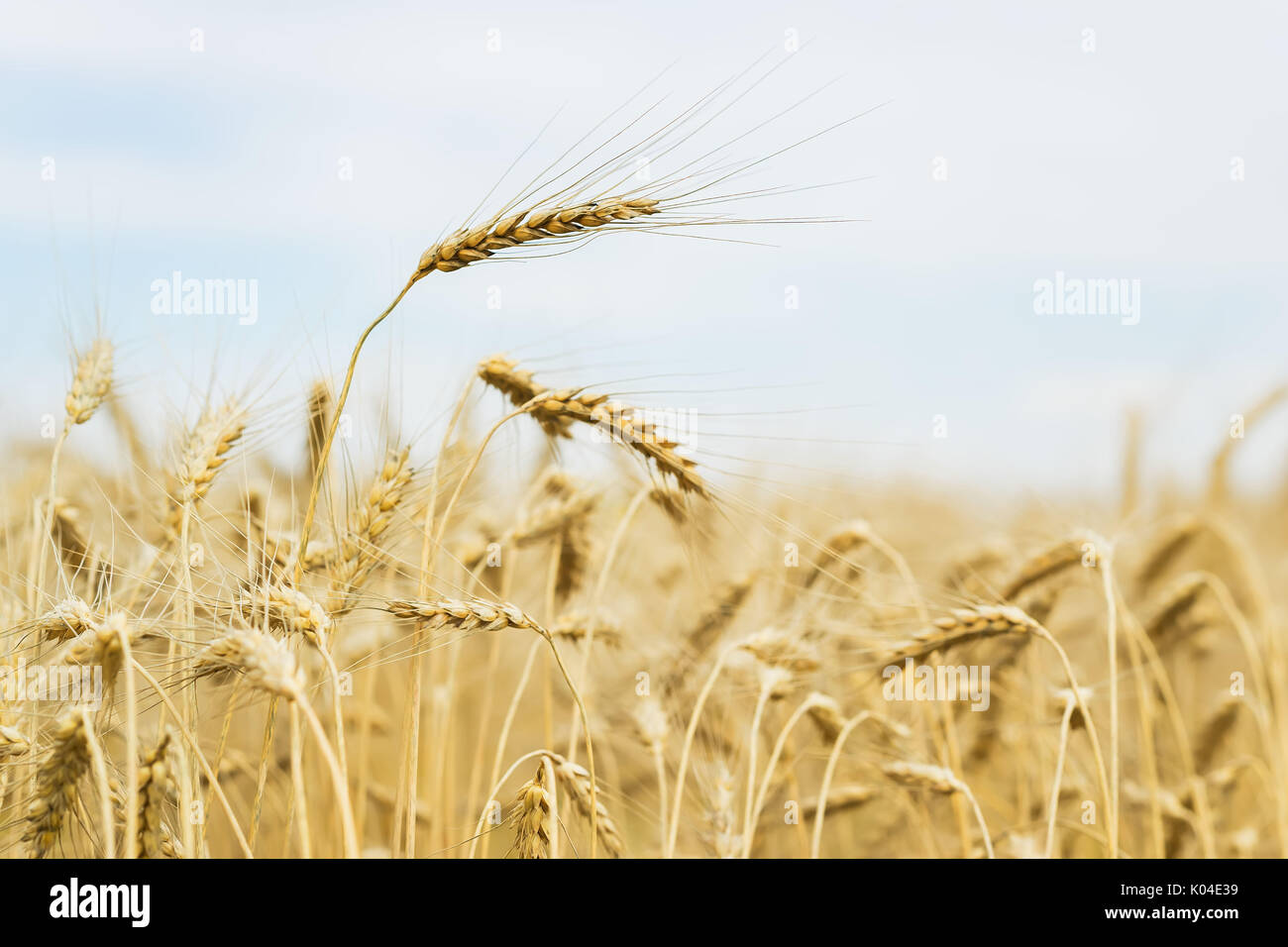 Mature orecchie cereali close-up sul caldo pomeriggio estivo sullo sfondo del campo giallo e blu cielo Foto Stock