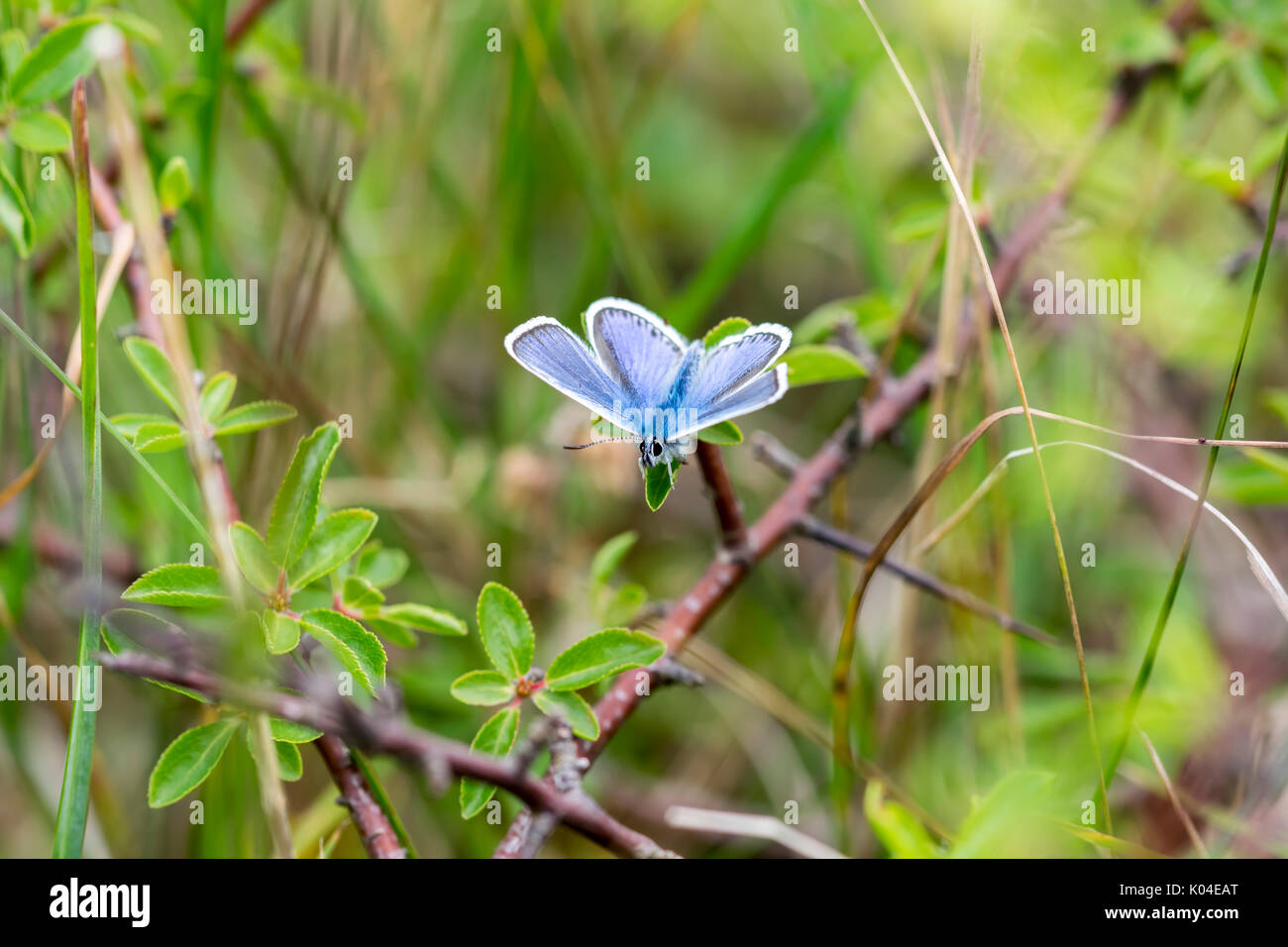 Argento Studded Blue Butterfly sulla grande Ormes testa nel Galles del Nord Regno Unito Foto Stock