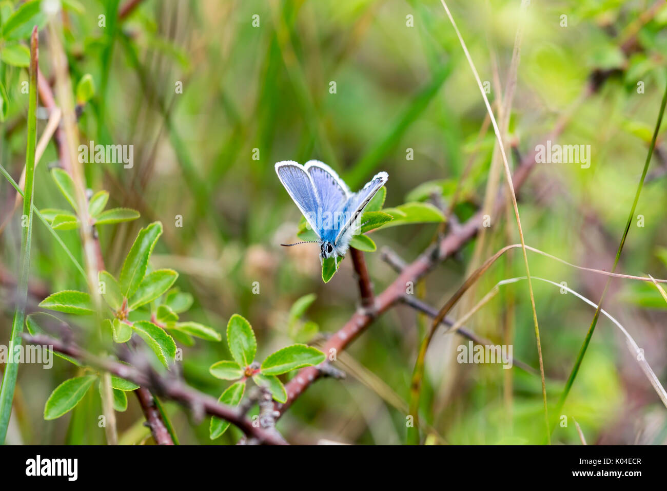 Argento Studded Blue Butterfly sulla grande Ormes testa nel Galles del Nord Regno Unito Foto Stock