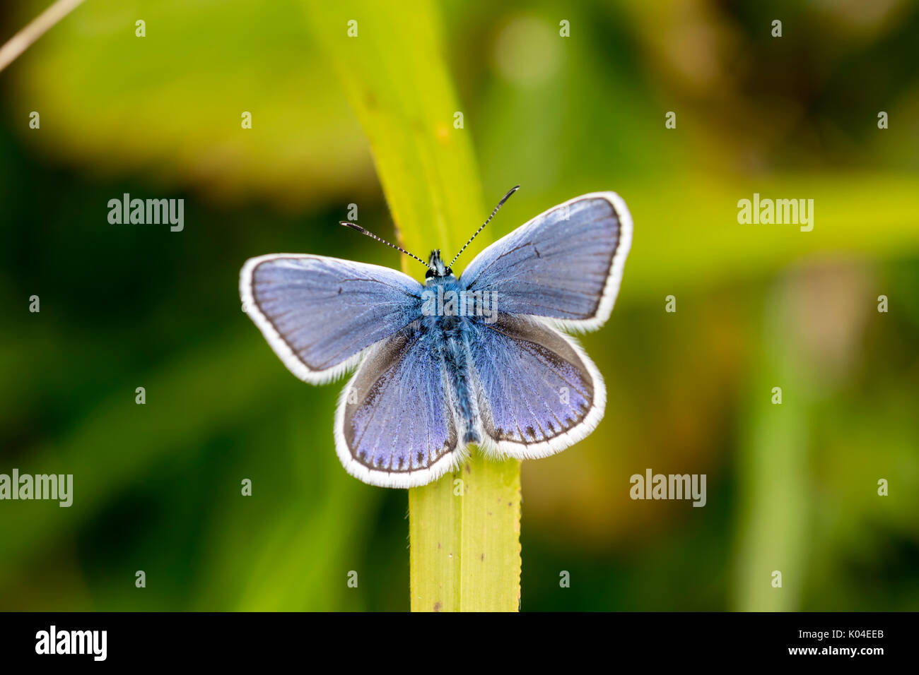 Argento Studded Blue Butterfly sulla grande Ormes testa nel Galles del Nord Regno Unito Foto Stock