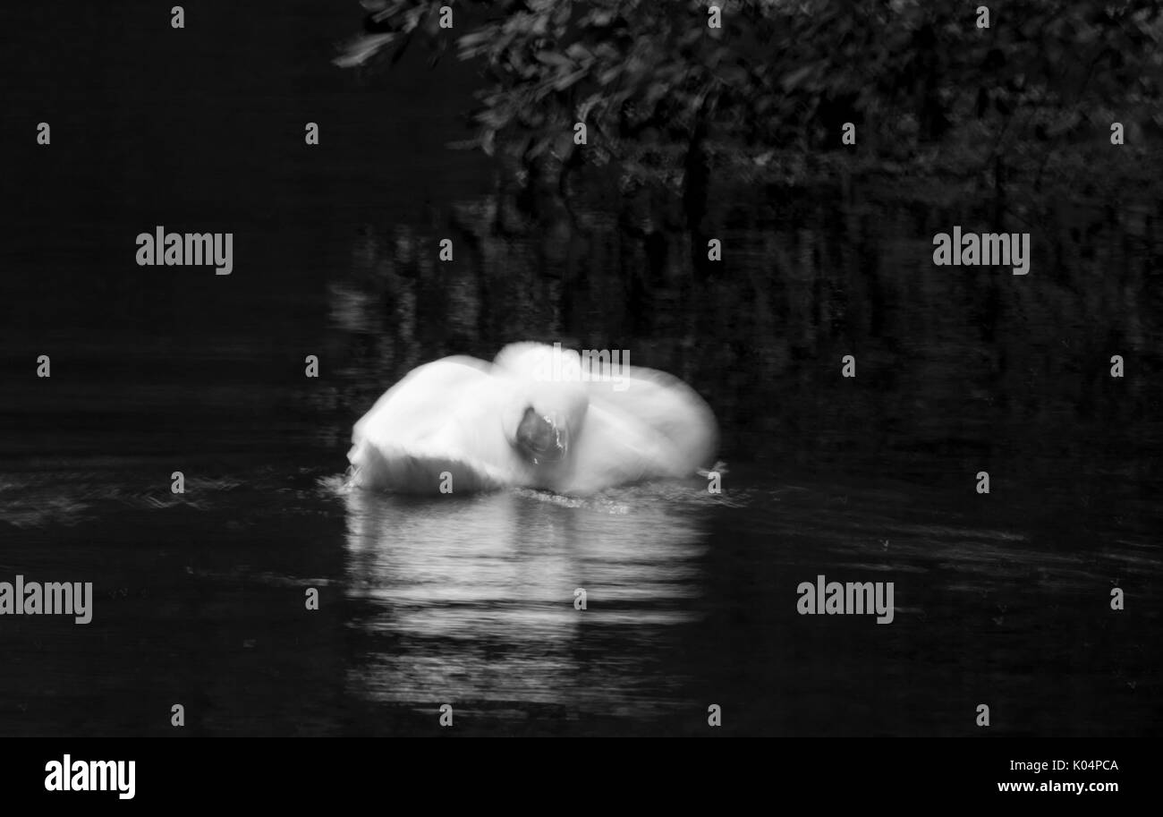 Adulto cigno con il movimento. Foto Stock