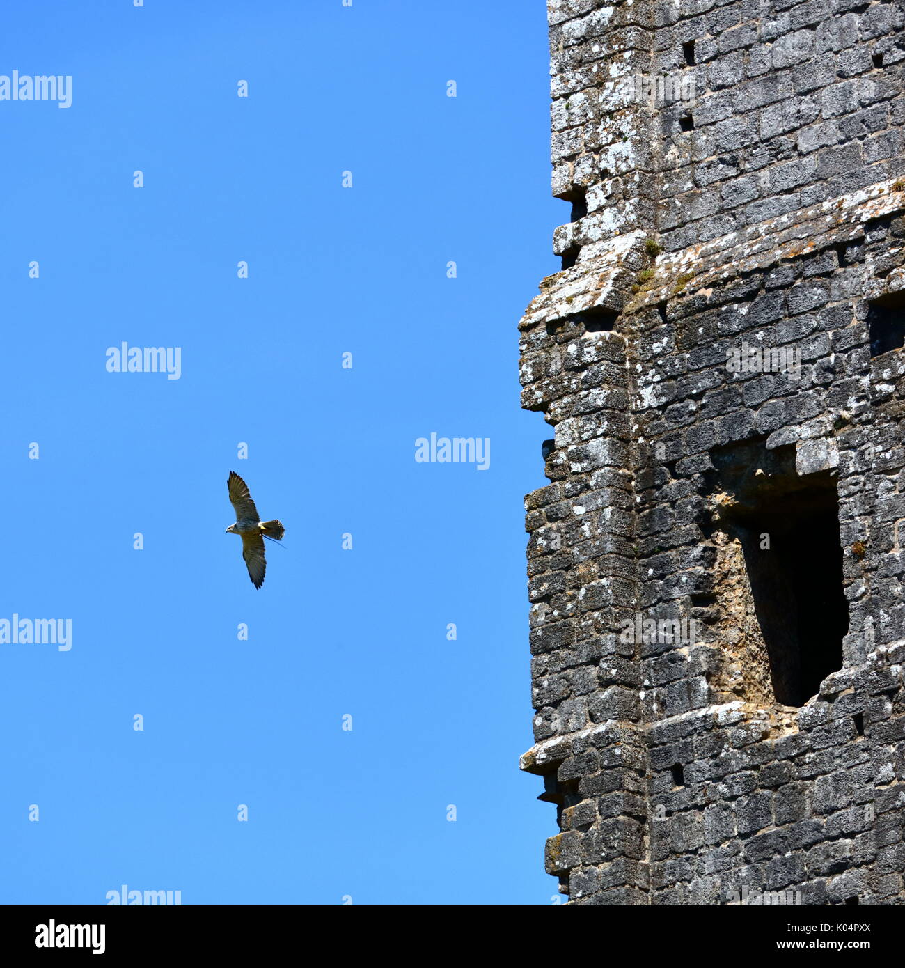 Lanner falcon il volo libero intorno Corfe Castle antiche fortificazioni, DORSET REGNO UNITO, presentato da albion falconeria Foto Stock