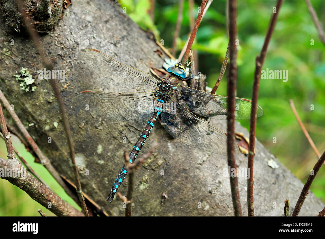 Big dragonfly seduto su un albero nella foresta Foto Stock