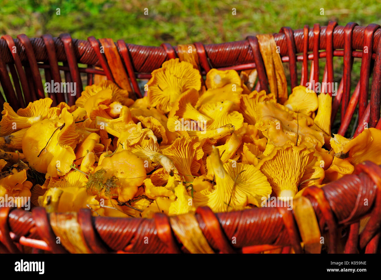 I funghi commestibili Chanterelle nel cesto di vimini Foto Stock