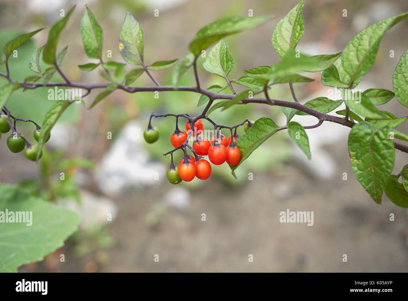 Solanum dulcamara frutti Foto Stock