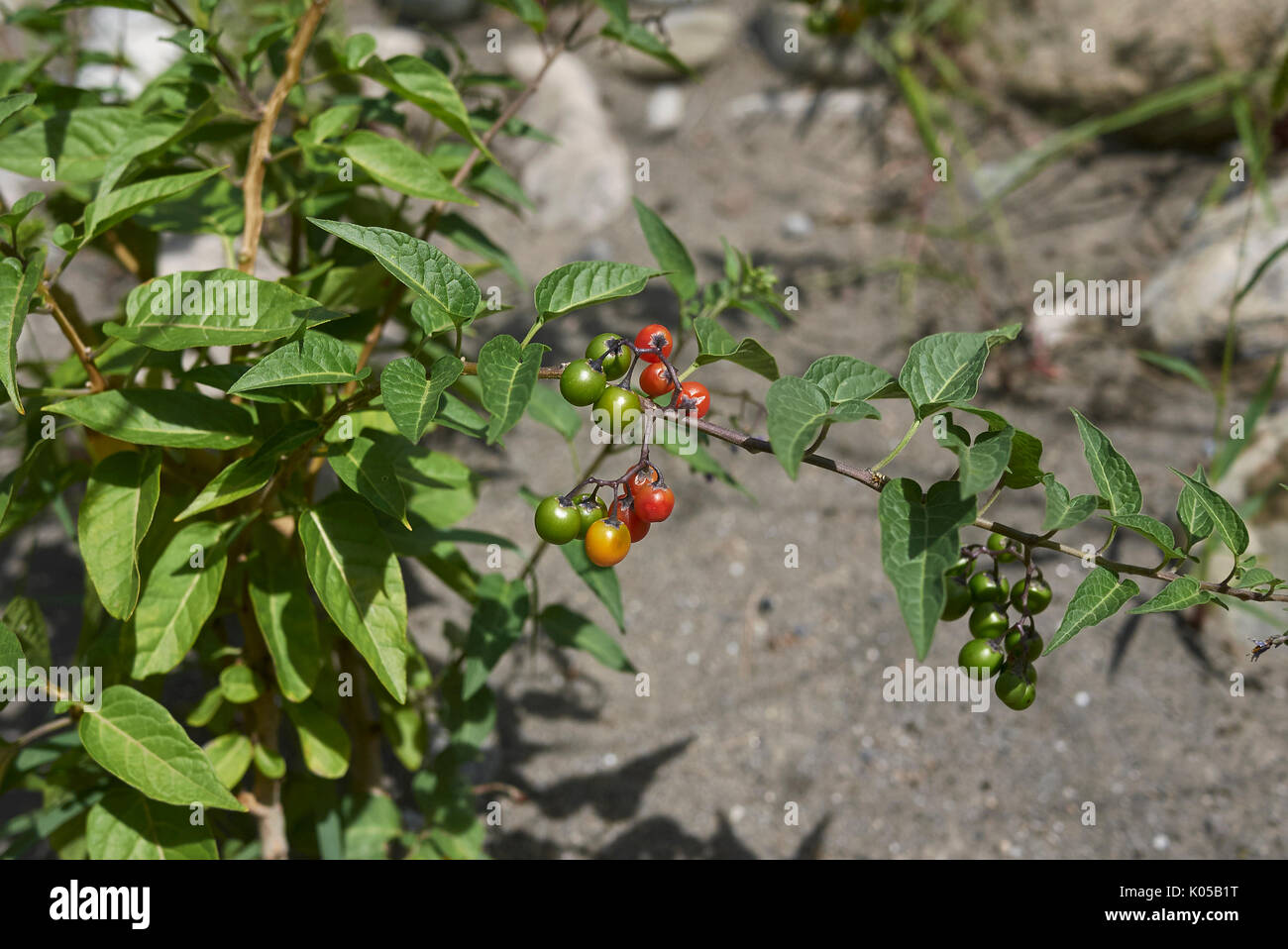Solanum dulcamara frutti Foto Stock
