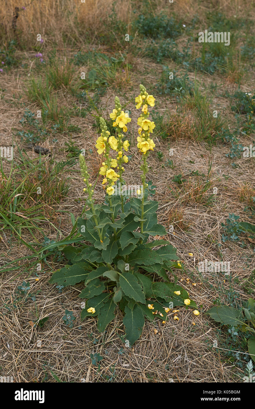 Molène thapsus bloom Foto Stock