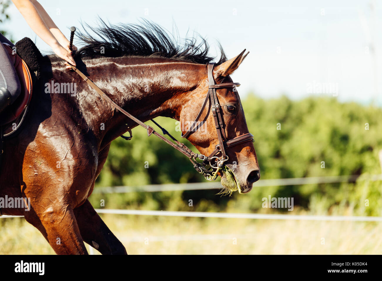 Foto di equitazione jumping sopra un ostacolo Foto Stock