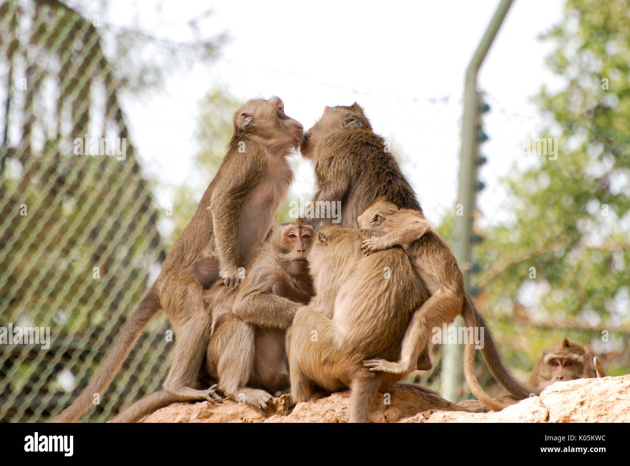 Famiglia di toque macachi baciando e abbracciando in una giornata di sole Foto Stock