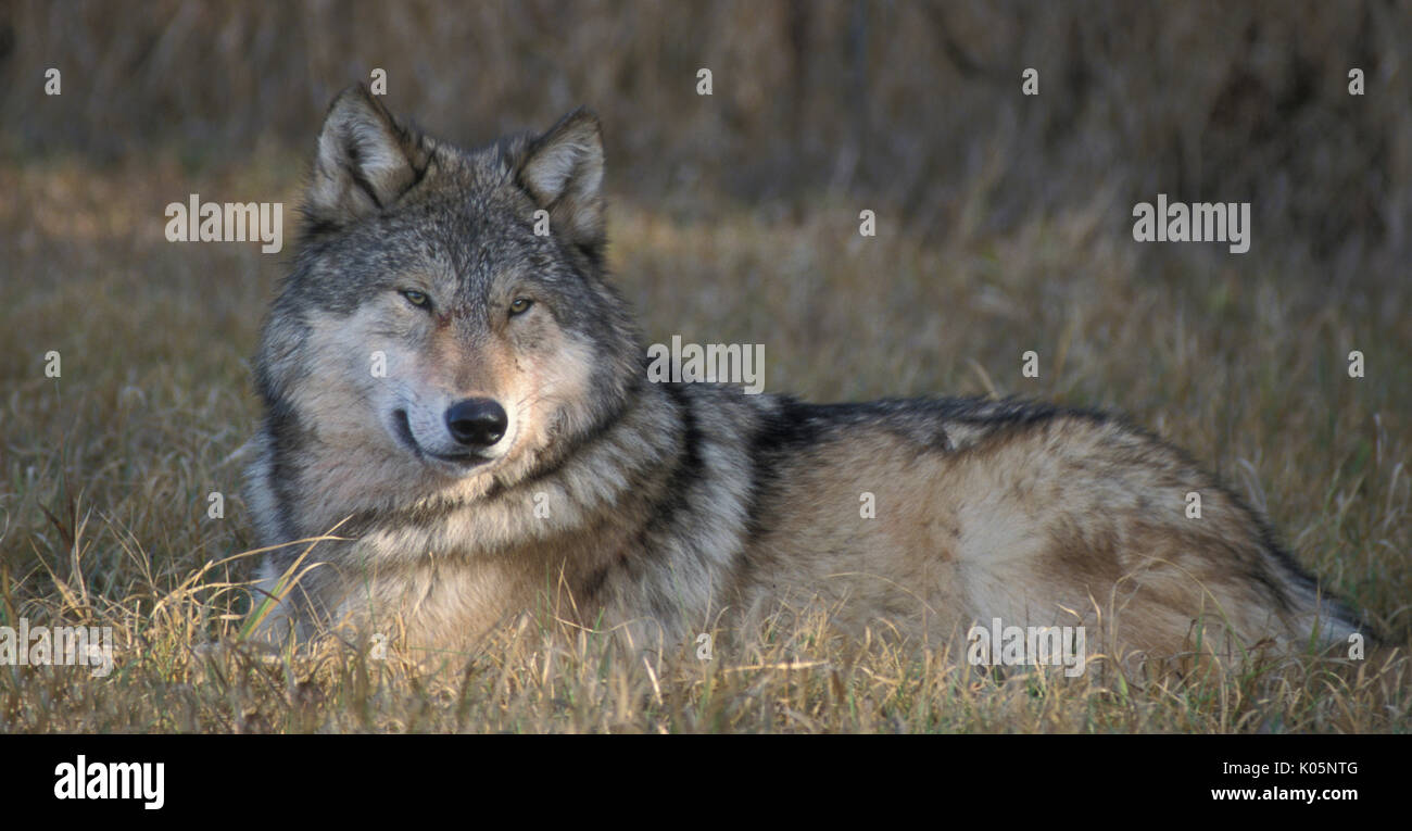 Legname o Lupo grigio, Canis lupus, Minnesota USA, situazione controllata,l'ombra Foto Stock