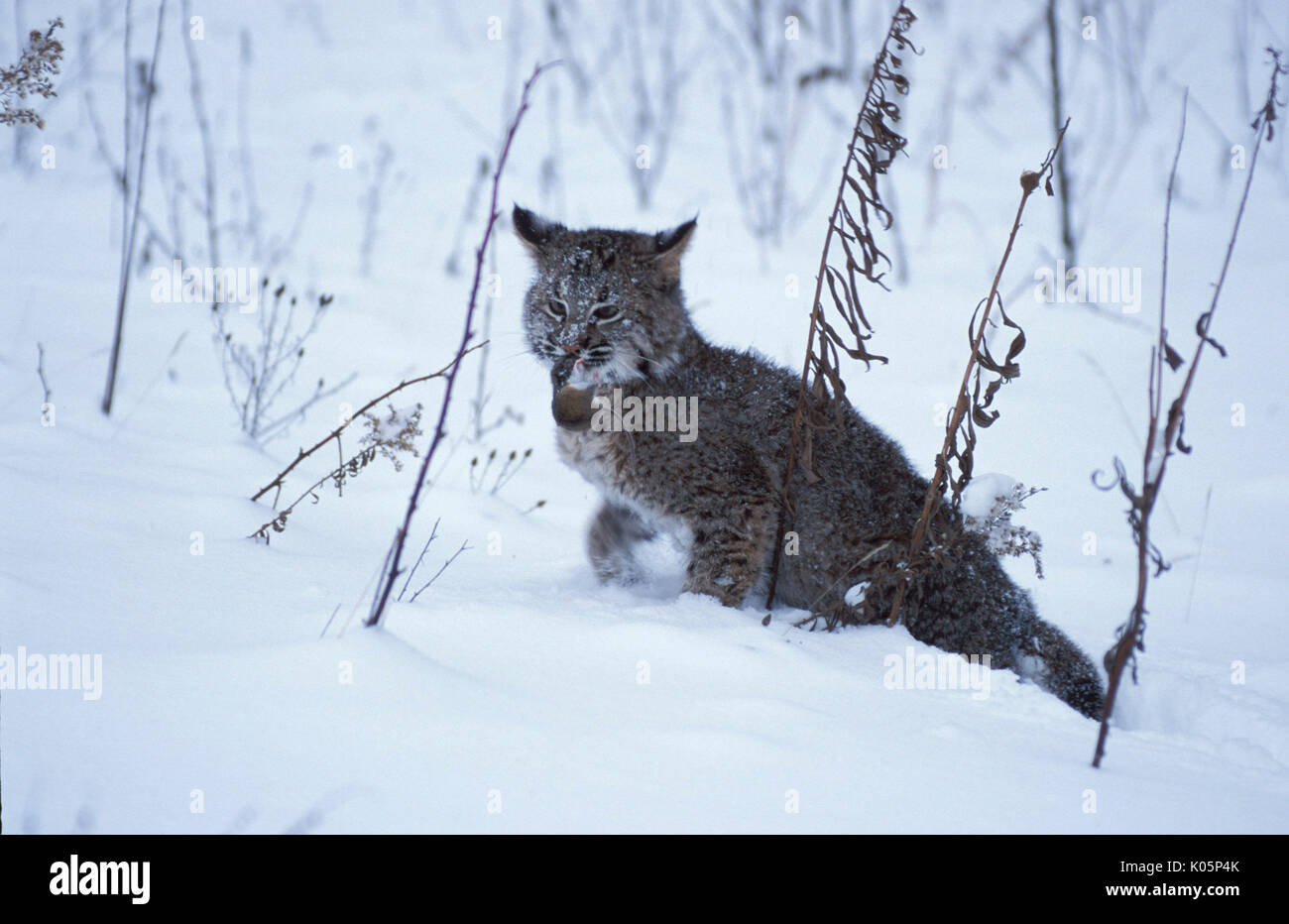 Bobcat (Lynx rufus) - cub nella neve con il mouse, Minnesota, con la preda, caccia Foto Stock