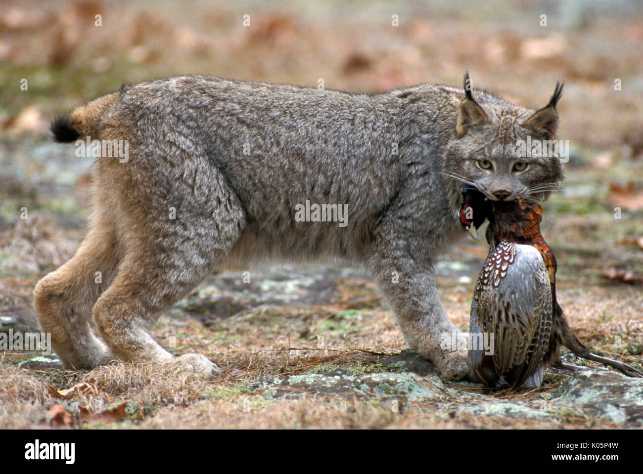 , Lynx Lynx canadensis, Minnesota, USA, con il fagiano preda nella foresta di bosco, boschi, Predator, carnivoro Foto Stock