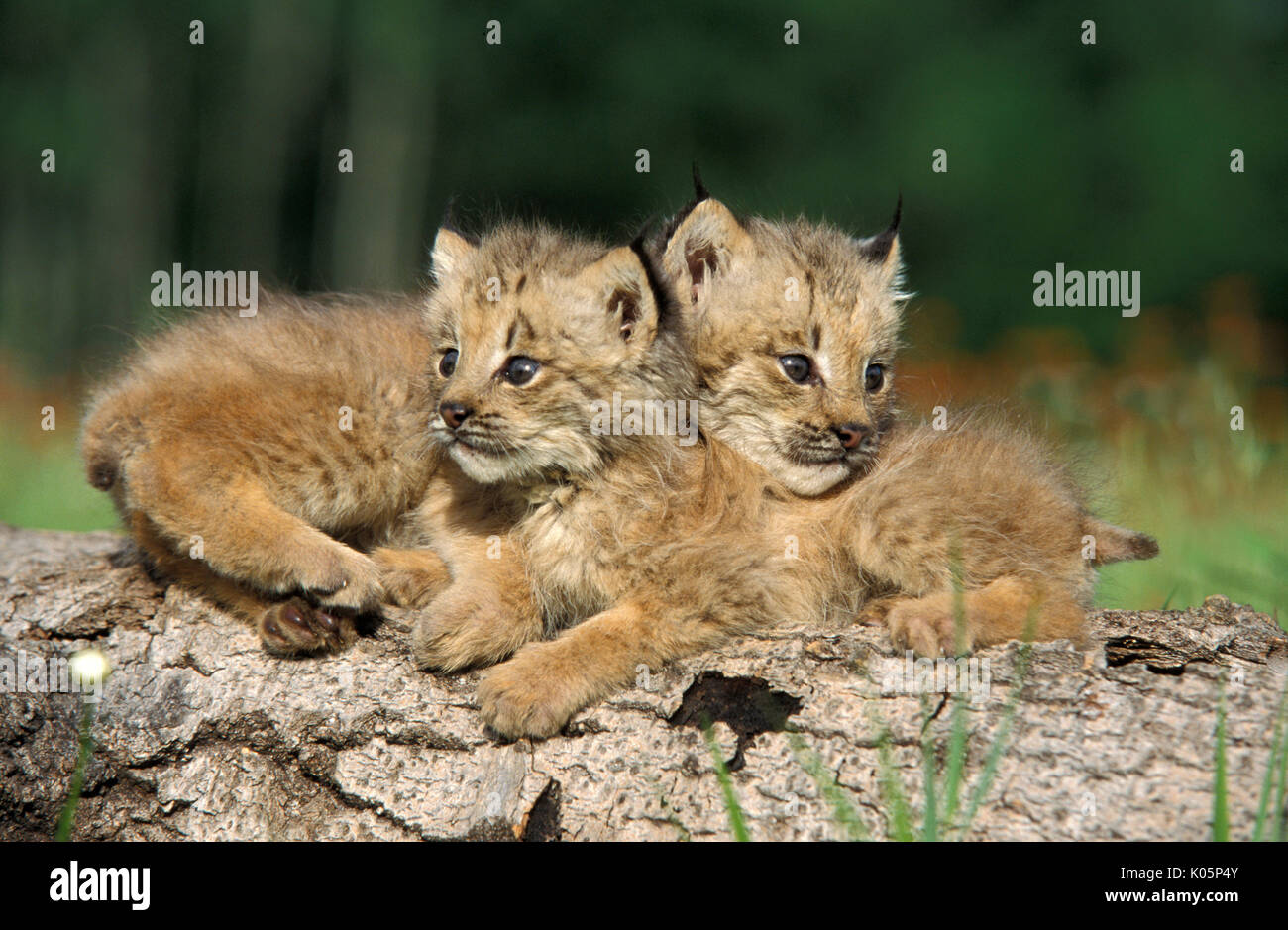 , Lynx Lynx canadensis, coppia di cuccioli sul log, 7 settimane di età, cuddly, grazioso, Minnesota Foto Stock