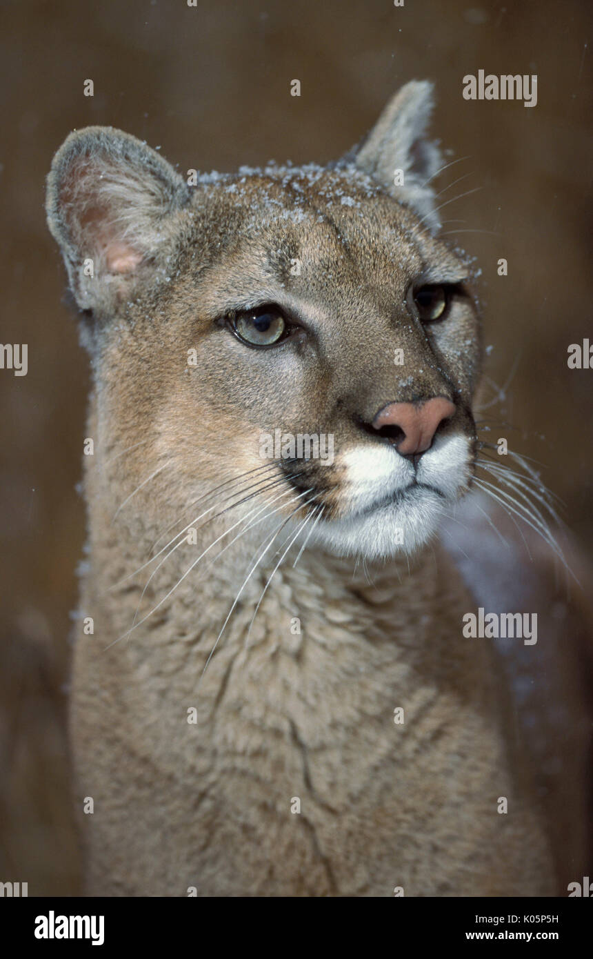 Mountain Lion / Puma / Cougar, Felis concolor, in caduta di neve, Minnesota, orecchie, whiskers, occhi, big cat, morbidi colori marrone Foto Stock