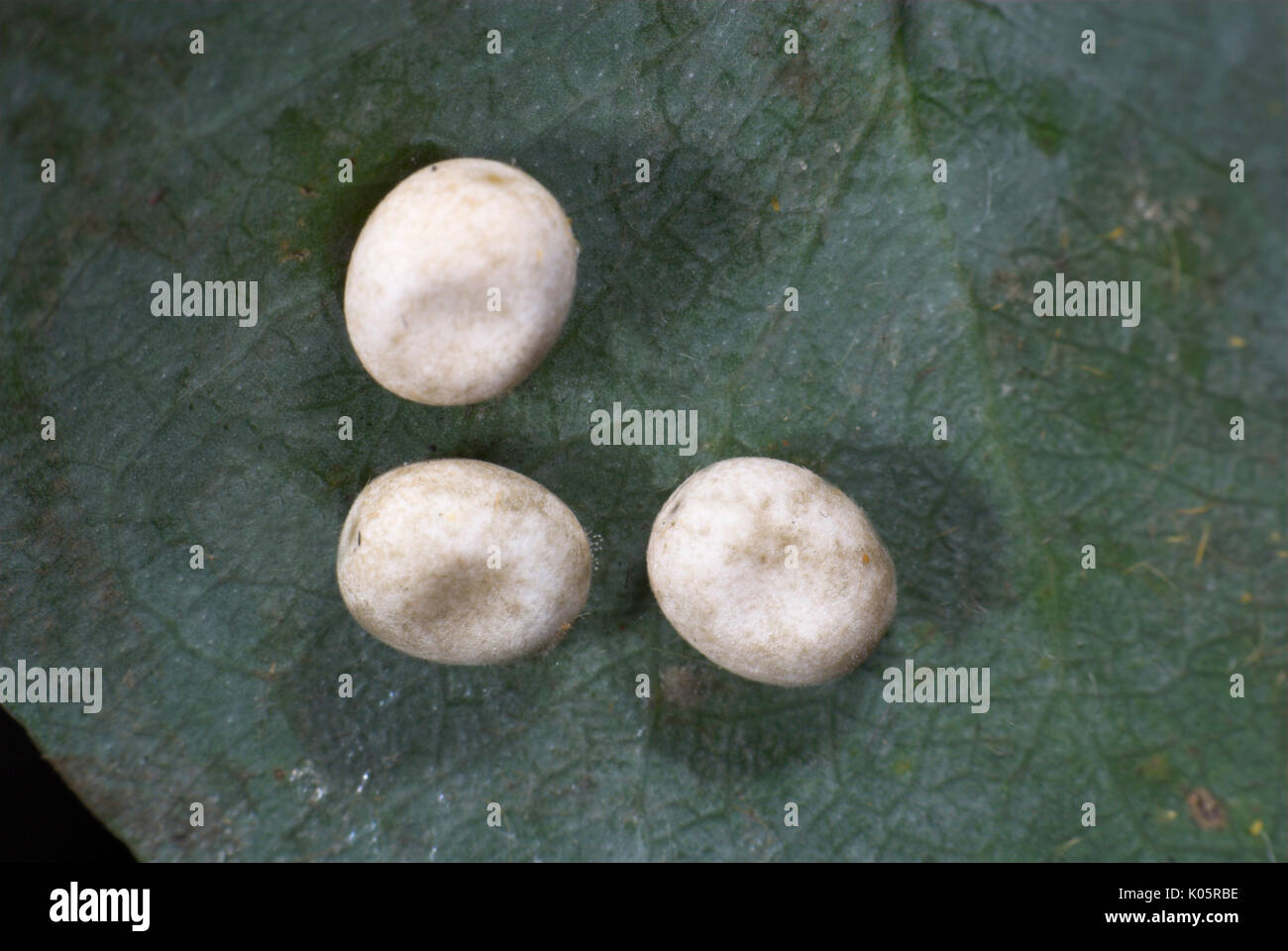 Cometa gigante tarma Argema mittrei, uova, deposte su foglia, Madagascar, Luna o Lunar, Famiglia: Saturniidae, uno dei più grandi la seta falene, ovuli Foto Stock