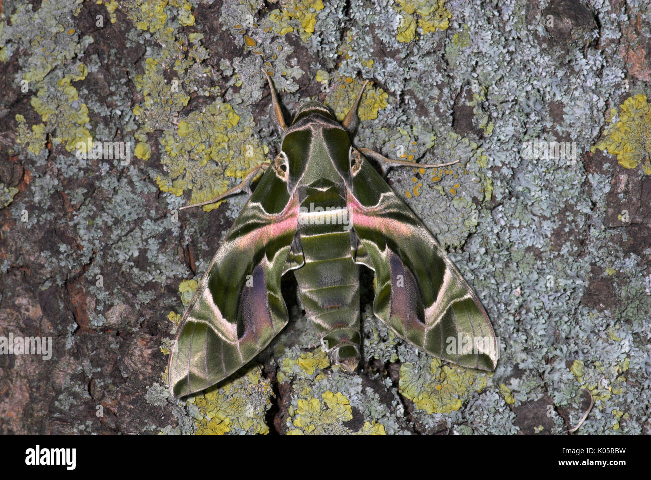 Oleandro Hawk Moth, Daphnis nerii, su mossy tronco di albero, fast flyer Foto Stock