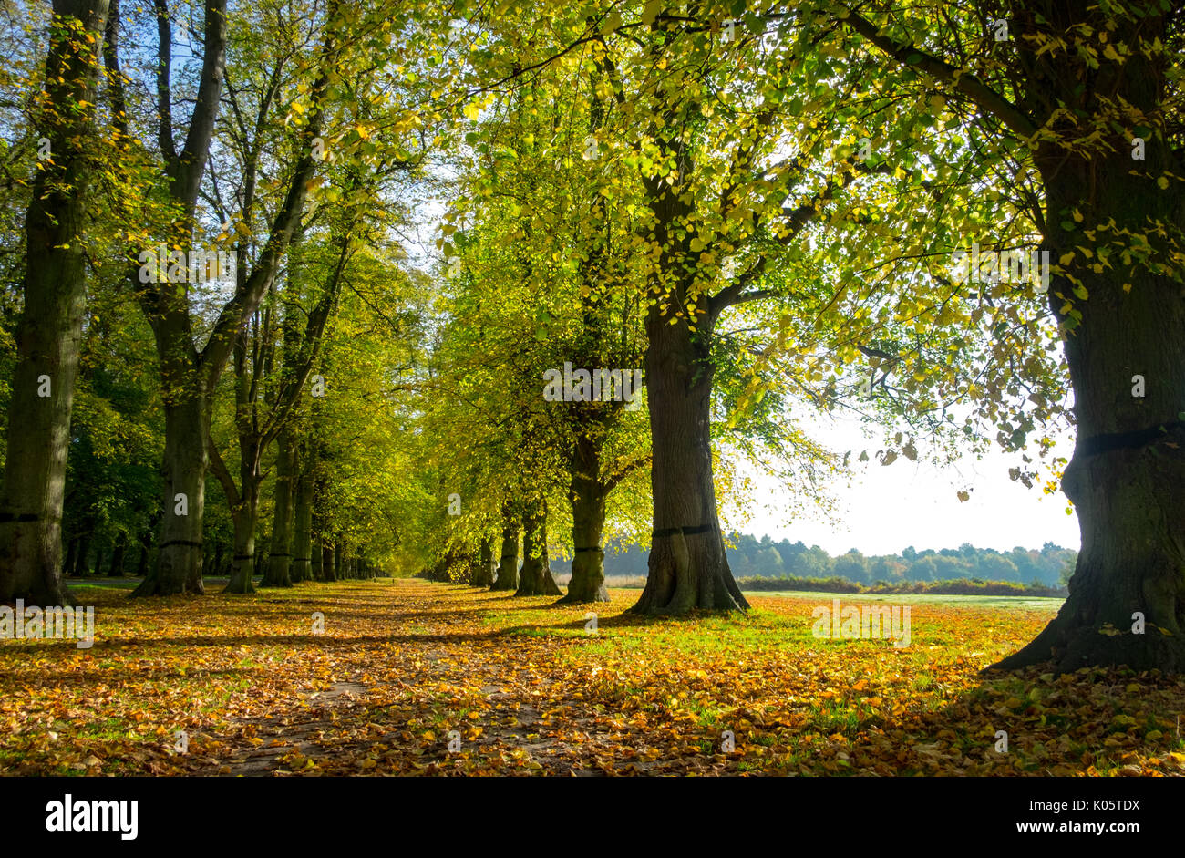 Lime Tree avenue a Clumber Park in autunno Foto Stock