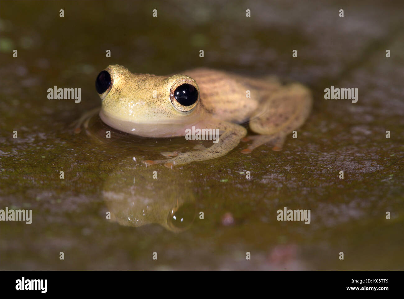 Testa stretta raganella, Scinax elaeochroa, su foglie in acqua, giungla, Iquitos, Perù settentrionale, . Foto Stock