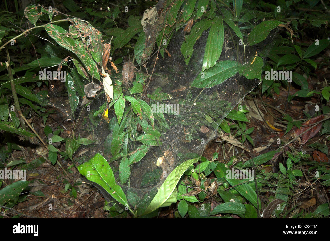Ragni comunale Web Anelosimus, specie nella giungla foresta, Iquitos, Perù, lavorano insieme per retrodatare su grosse prede, sociale, Amazon. Foto Stock