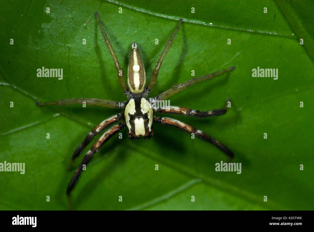 Jumping Spider, Famiglia Salticidae, Manu Perù, strisce bianche, grandi occhi, sulla foglia, jungle, Amazon Foto Stock