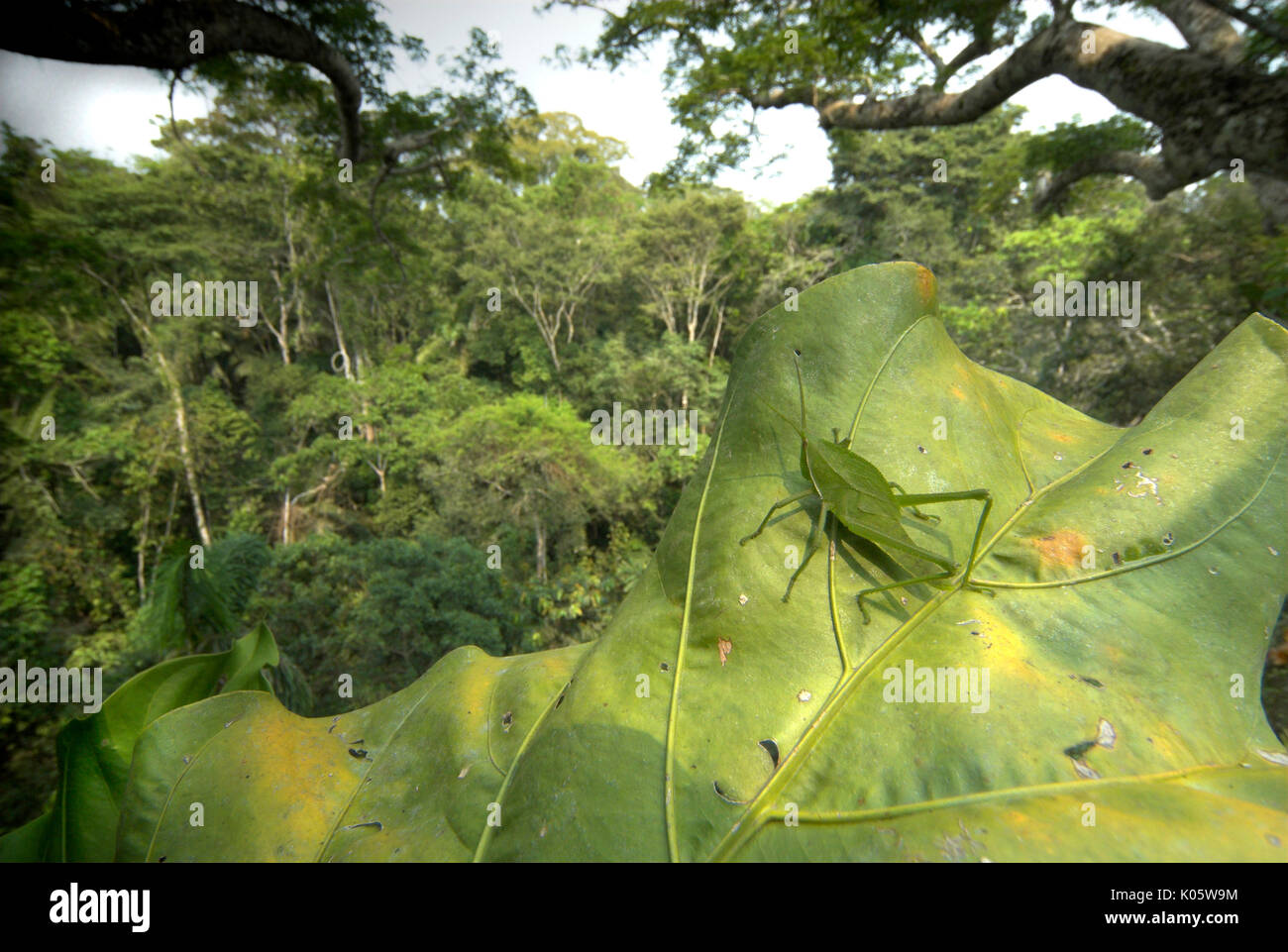 Cavalletta verde, Acrididae sp, su grandi foglie in baldacchino della foresta pluviale, alta 40 metri, Manu Centro faunistico, Perù, treetops, Jungle. Foto Stock