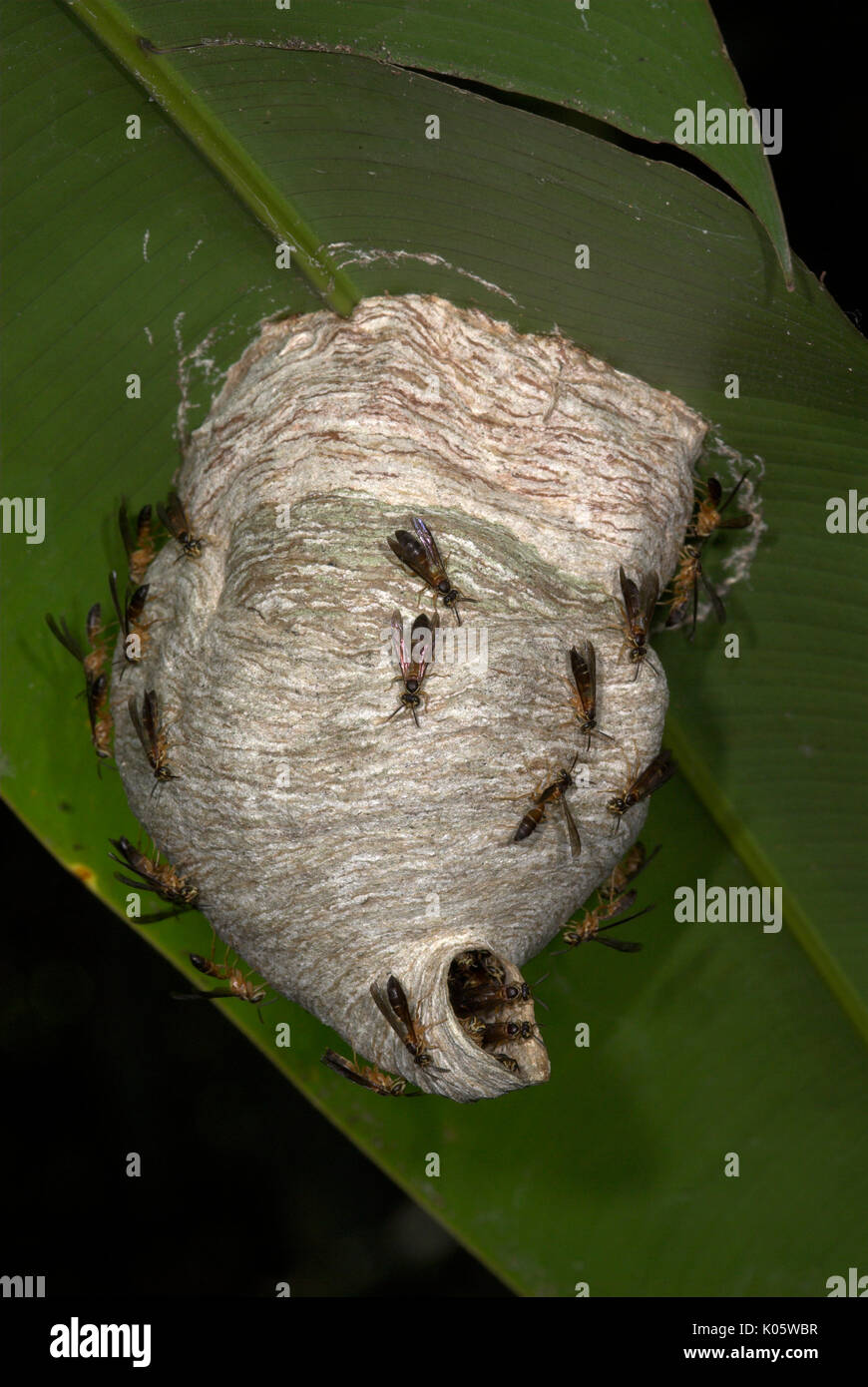 Carta vespe e nidificano sotto la balestra, sotto famiglia: Polistinae,  Iquitos, Perù, giungla, Amazon Foto stock - Alamy