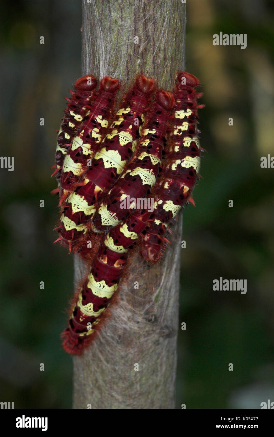 Bandiera urticante Moth bruchi, Arctiidae specie, raggruppate insieme sul tronco di albero nella foresta pluviale, Manu, Perù, rosso e strisce gialle, colorati . Foto Stock