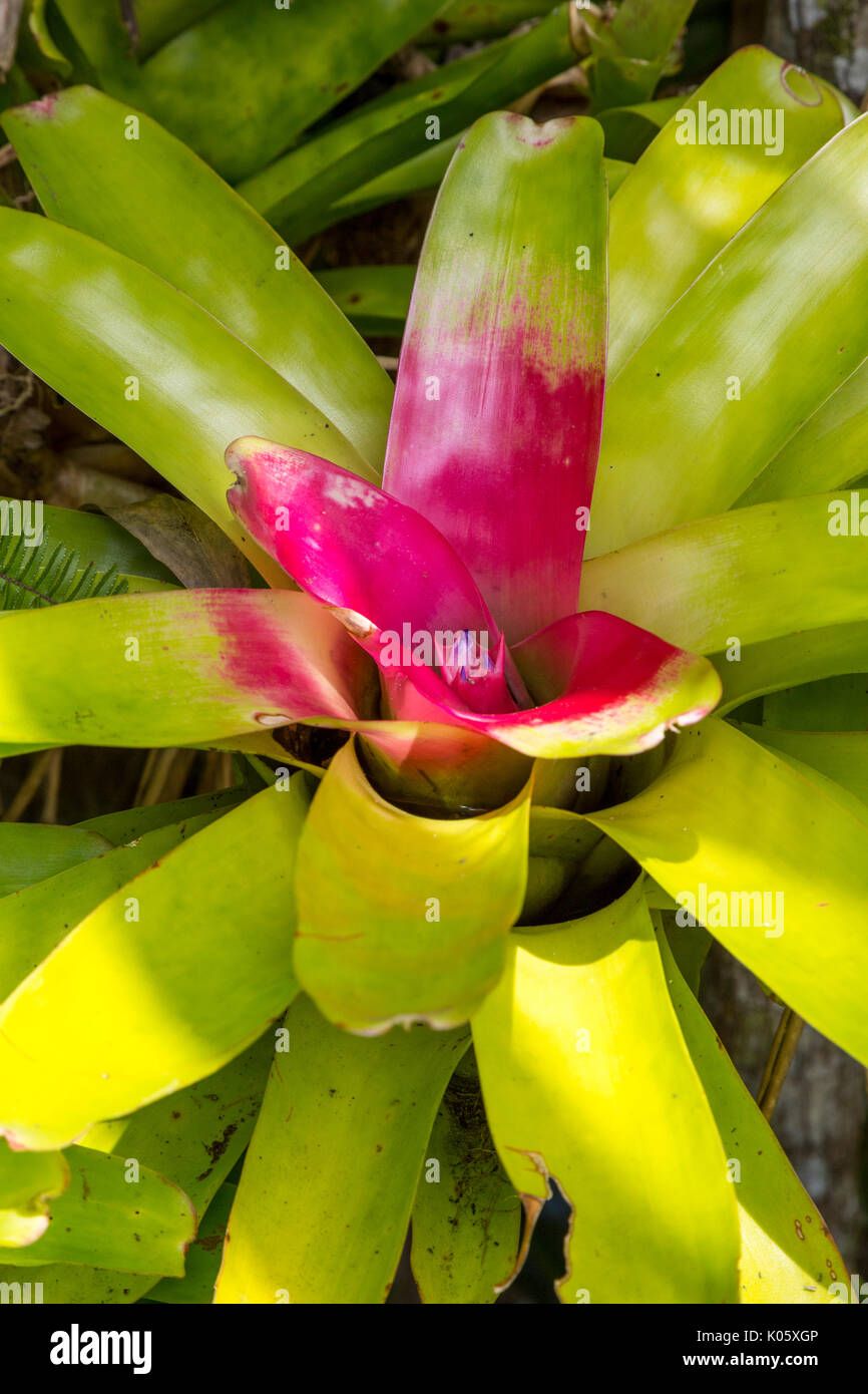 Costa Rica. Bromeliad. Foto Stock