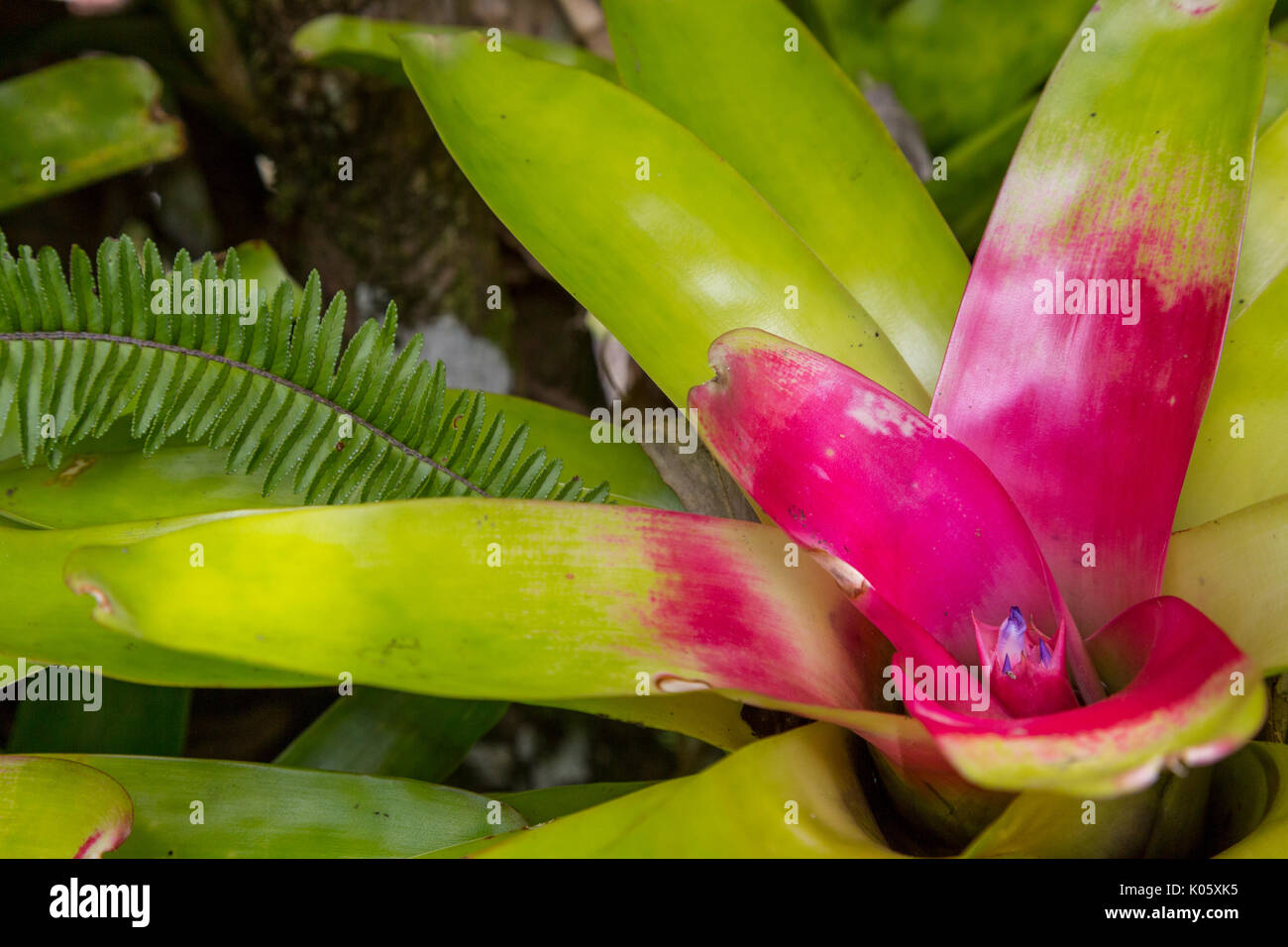 Costa Rica. Bromeliad. Foto Stock