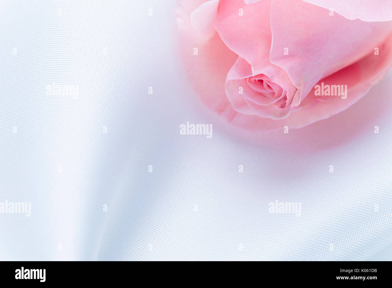 Close up di rosa rosa su bianco fablic, buona per amore, romantico, un matrimonio felice o temi, camera per spazio di copia Foto Stock