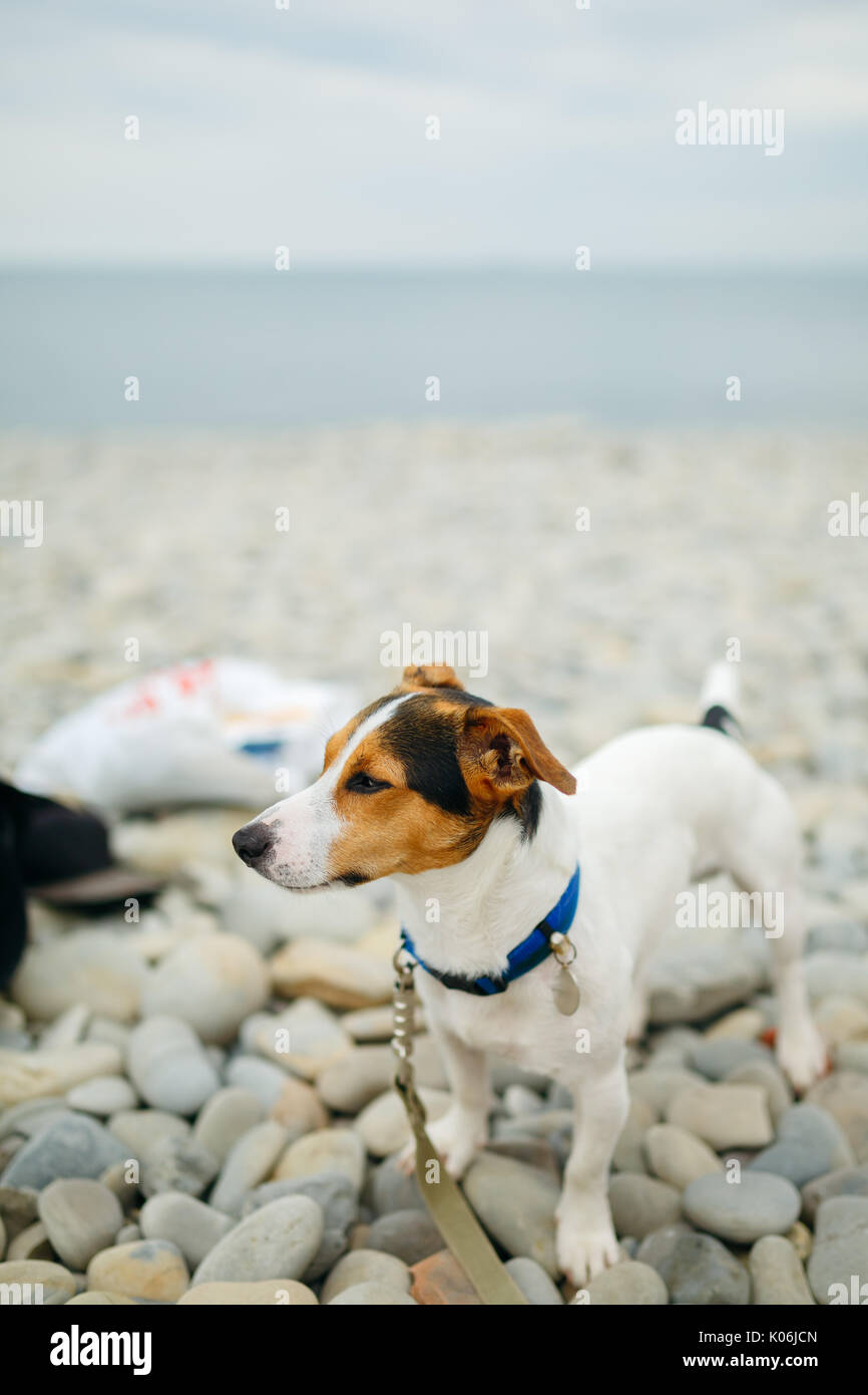 Cane nel collare in posa sulla spiaggia Foto Stock