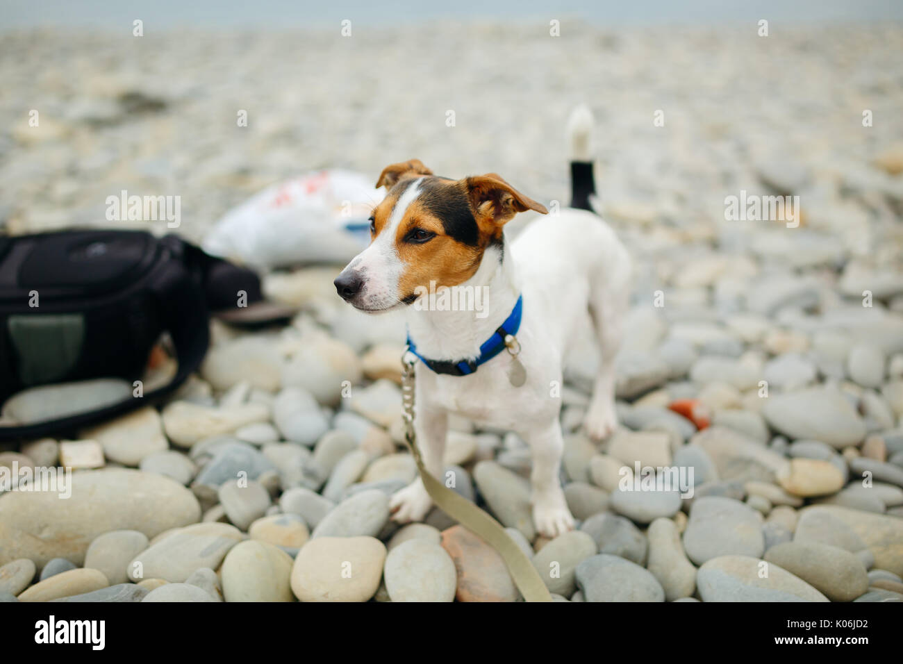 Cane nel collare in posa sulla spiaggia Foto Stock