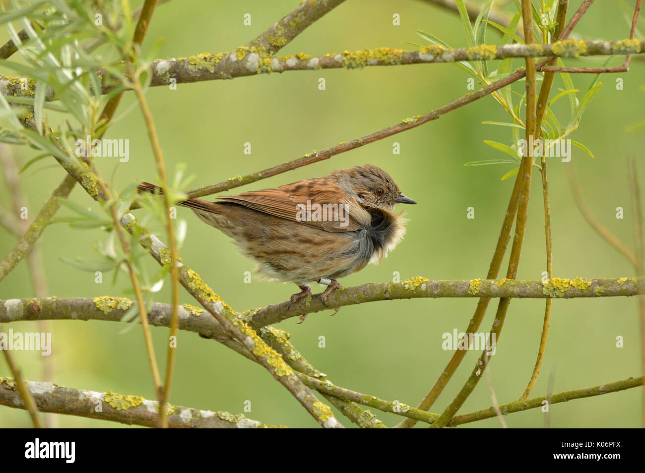 Dunnock (aka Hedge Accentor) soffia nel vento Foto Stock