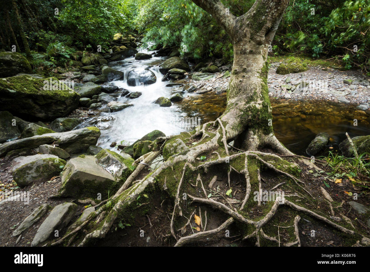 Cascata Torc, Killarney, Anello di Kerry Foto Stock