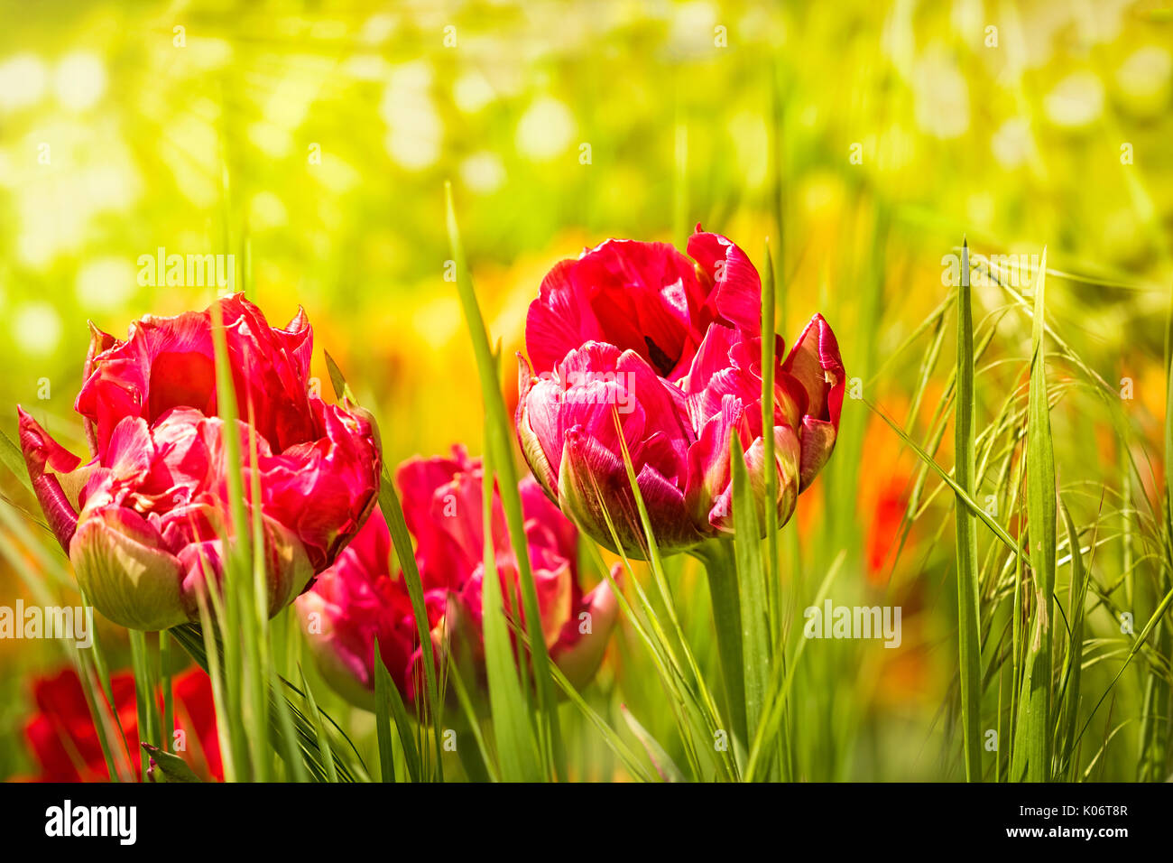 Tulipani rossi in erba verde nei raggi di sole Foto Stock