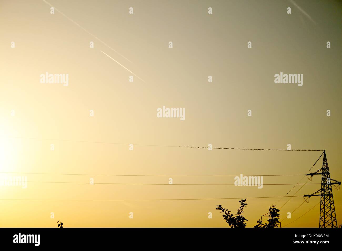 Stormo di storni su linee elettriche in sunset Foto Stock